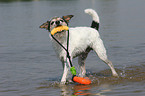 playing Parson Russell Terrier