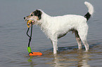 playing Parson Russell Terrier