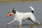 playing Parson Russell Terrier