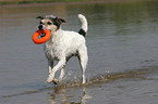 playing Parson Russell Terrier