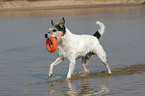 playing Parson Russell Terrier