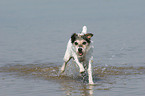 running Parson Russell Terrier