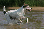 running Parson Russell Terrier in the water