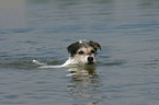 swimming Parson Russell Terrier