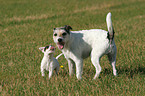 Parson Russell Terrier plays with puppy