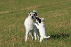 Parson Russell Terrier plays with puppy