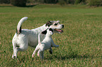 Parson Russell Terrier plays with puppy