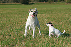 Parson Russell Terrier with puppy