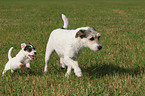 Parson Russell Terrier with puppy
