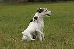 Parson Russell Terrier plays with puppy