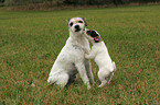 Parson Russell Terrier plays with puppy