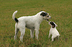 Parson Russell Terrier with puppy