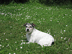 lying Parson Russell Terrier