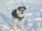 standing Parson Russell Terrier