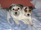 2 Parson Russell Terrier in bed