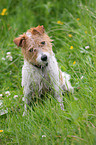 Parson Russell Terrier