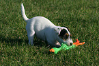 playing Parson Russell Terrier Puppy