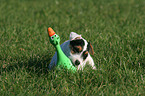 playing Parson Russell Terrier Puppy