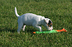 playing Parson Russell Terrier Puppy