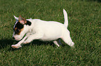running Parson Russell Terrier Puppy