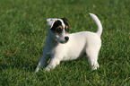 standing Parson Russell Terrier Puppy