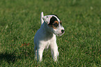 standing Parson Russell Terrier Puppy