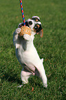 playing Parson Russell Terrier Puppy