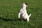running Parson Russell Terrier Puppy