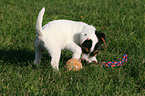 playing Parson Russell Terrier Puppy