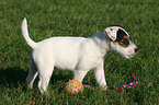 standing Parson Russell Terrier Puppy