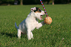 playing Parson Russell Terrier Puppy
