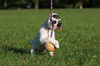 playing Parson Russell Terrier Puppy