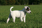 standing Parson Russell Terrier Puppy