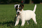 Parson Russell Terrier Puppy with little stick