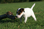 snuffling Parson Russell Terrier Puppy