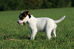 standing Parson Russell Terrier Puppy