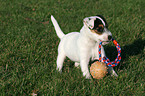 Parson Russell Terrier Puppy with ball