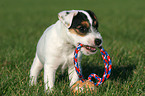 Parson Russell Terrier Puppy with ball