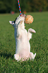 playing Parson Russell Terrier Puppy