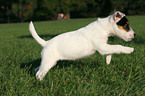 running Parson Russell Terrier Puppy