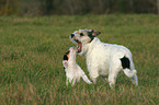 Parson Russell Terrier with puppy