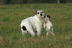 Parson Russell Terrier with puppy