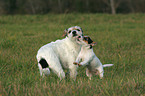 Parson Russell Terrier with puppy