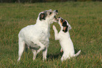 Parson Russell Terrier with puppy