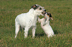 Parson Russell Terrier with puppy