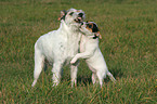 Parson Russell Terrier with puppy