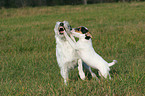 Parson Russell Terrier with puppy