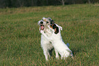 Parson Russell Terrier with puppy