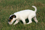 snuffling Parson Russell Terrier Puppy