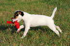 playing Parson Russell Terrier Puppy